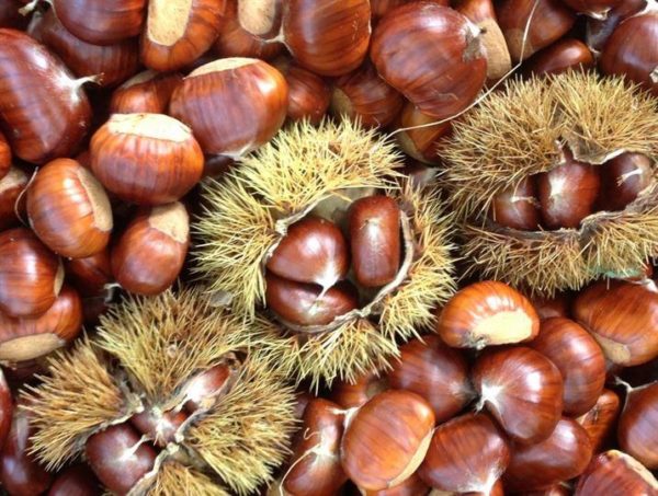 chestnuts of Provence - chestnuts and brown in France